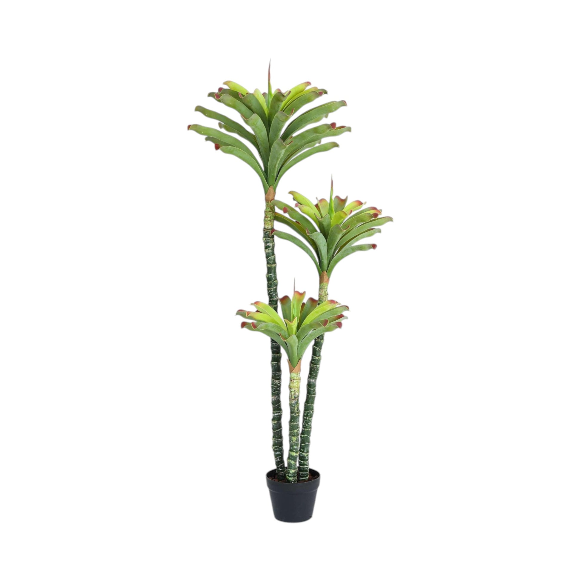 Dracaena de tres troncos, 130cm